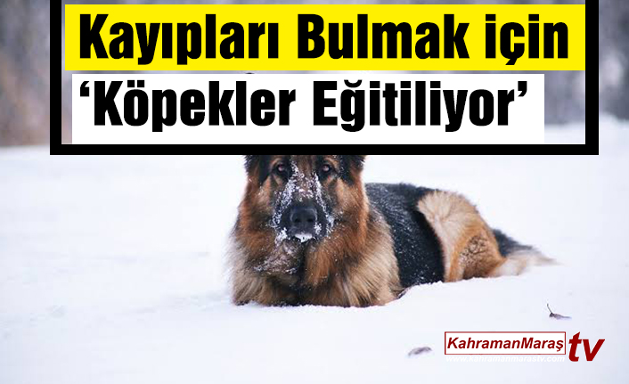 İsviçre Kayıpları Bulmak için ‘Köpekleri Eğitiyor’